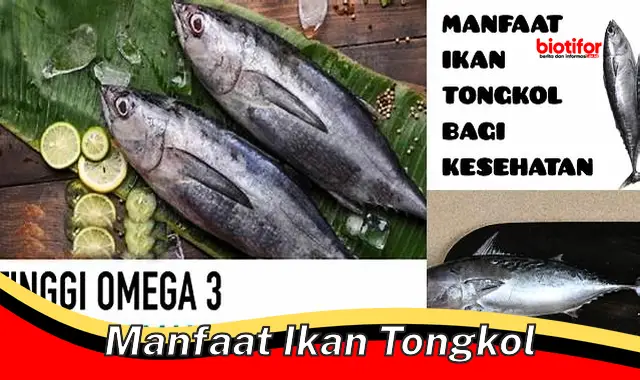 manfaat ikan tongkol