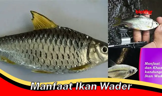 manfaat ikan wader