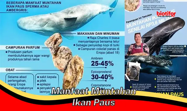 manfaat muntahan ikan paus