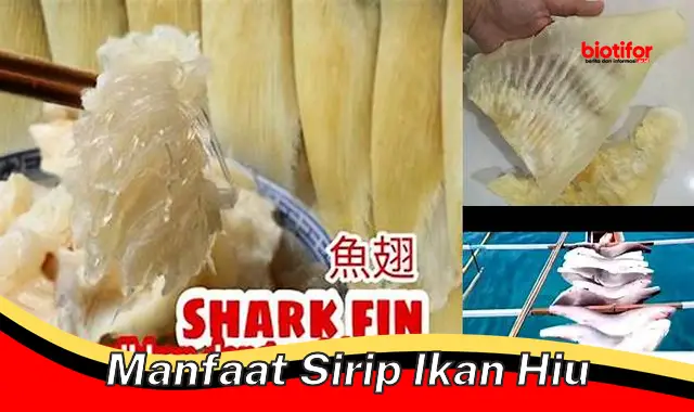 manfaat sirip ikan hiu