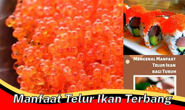 manfaat telur ikan terbang