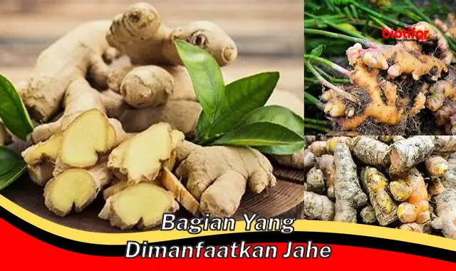 bagian yang dimanfaatkan jahe