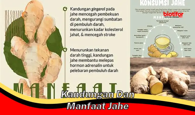 kandungan dan manfaat jahe