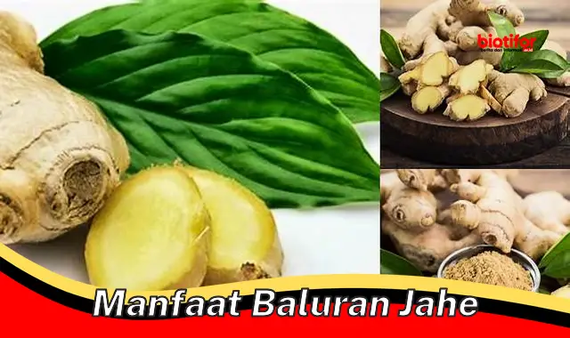 manfaat baluran jahe