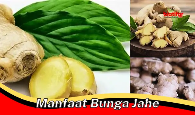 manfaat bunga jahe