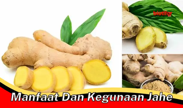 manfaat dan kegunaan jahe