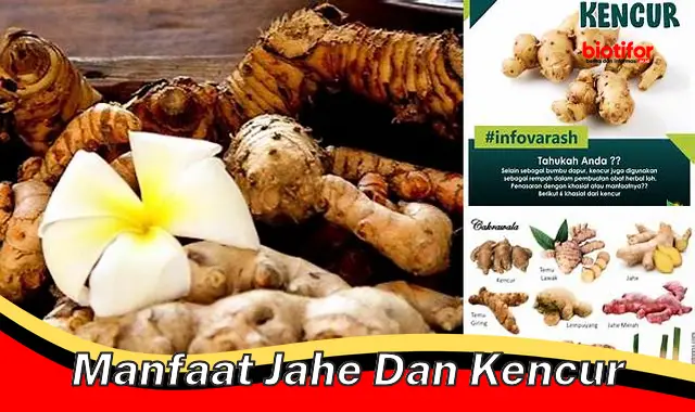 Temukan Manfaat Jahe dan Kencur yang Jarang Diketahui