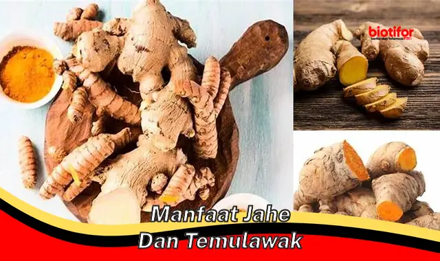 manfaat jahe dan temulawak