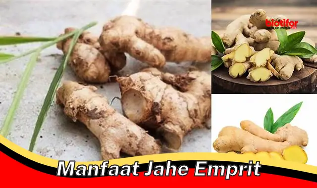 manfaat jahe emprit