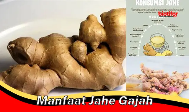 manfaat jahe gajah