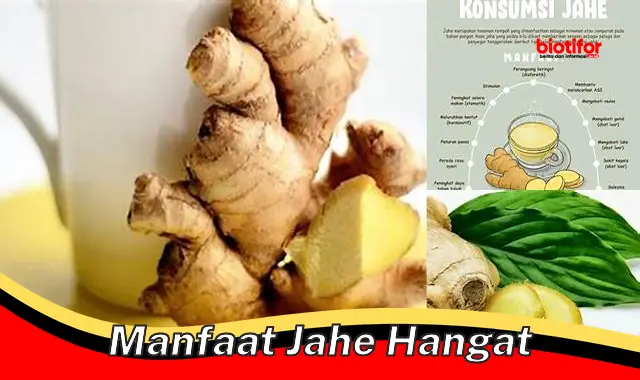 manfaat jahe hangat