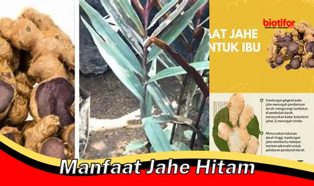 manfaat jahe hitam