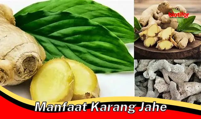 manfaat karang jahe