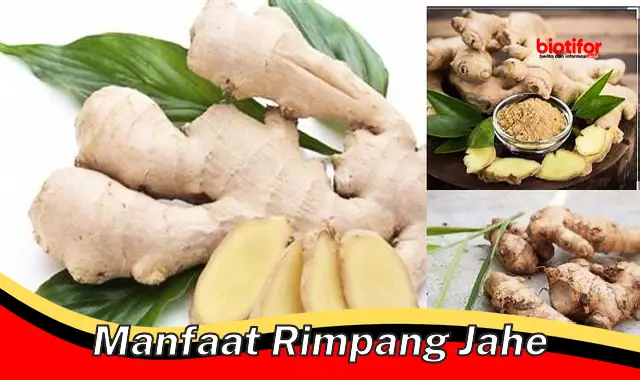 manfaat rimpang jahe