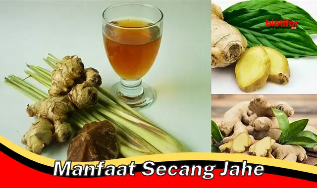 manfaat secang jahe