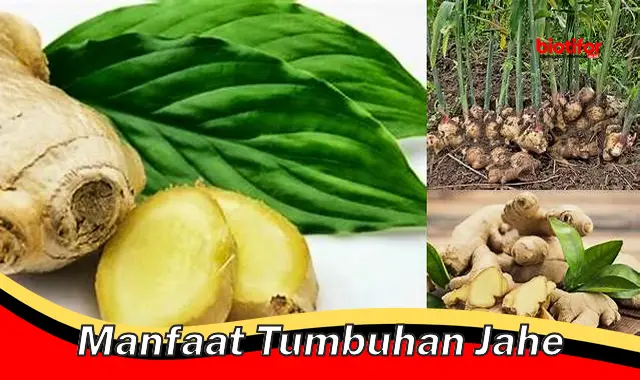 manfaat tumbuhan jahe