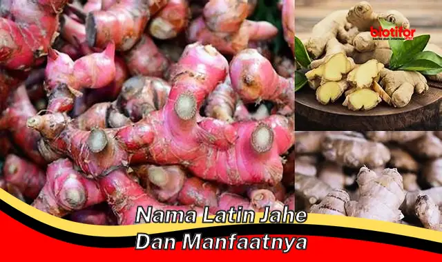 nama latin jahe dan manfaatnya