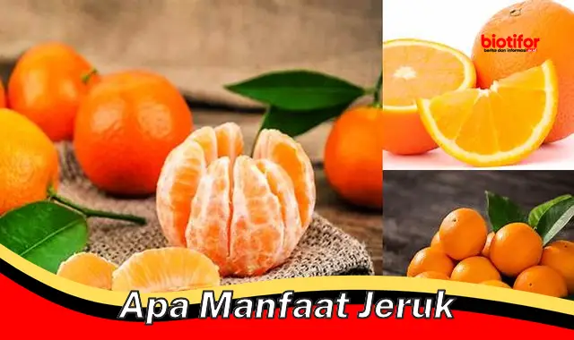 apa manfaat jeruk