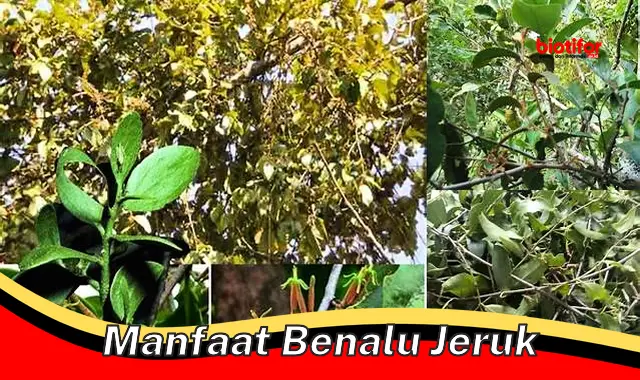 manfaat benalu jeruk