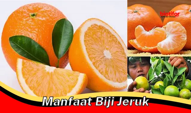 manfaat biji jeruk