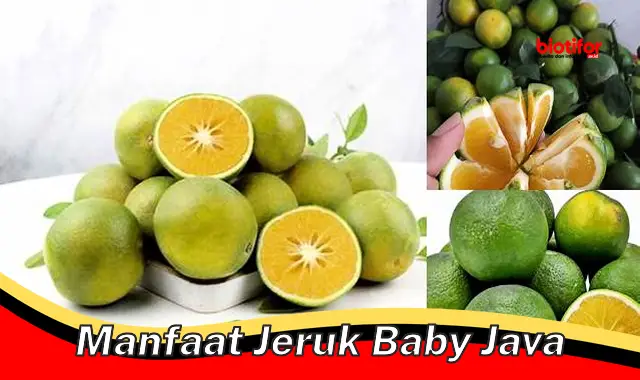 manfaat jeruk baby java