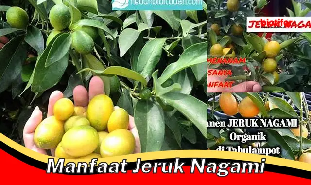 5 Manfaat Jeruk Nagami yang Jarang Diketahui - Biotifor