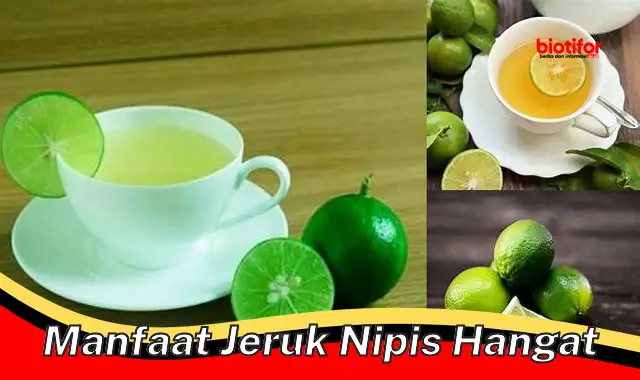 manfaat jeruk nipis hangat