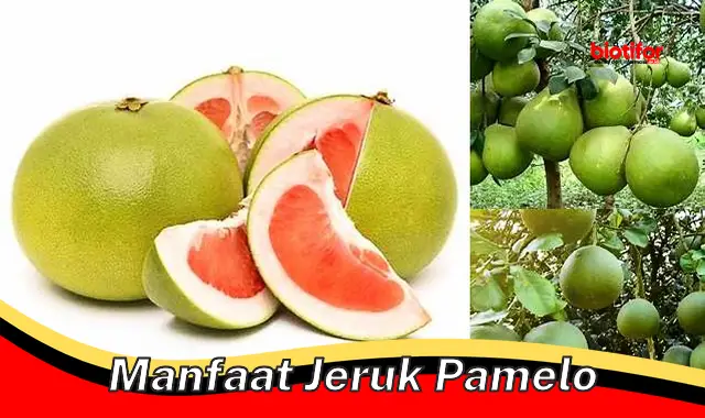 manfaat jeruk pamelo