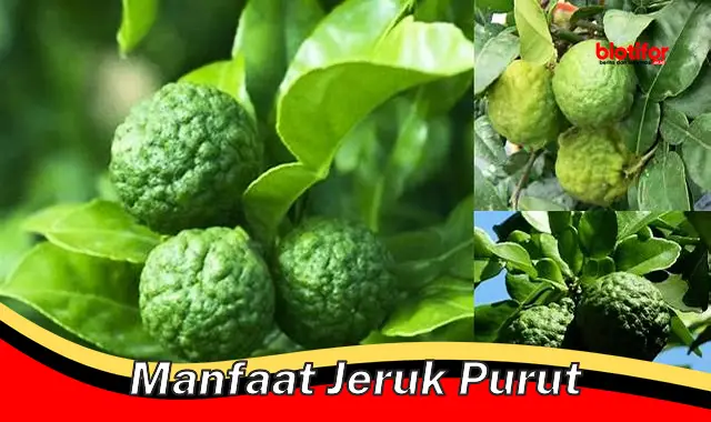 manfaat jeruk purut