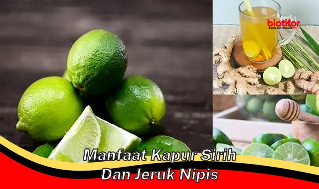 manfaat kapur sirih dan jeruk nipis