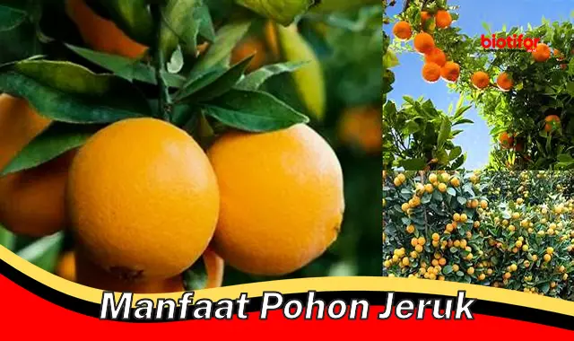 manfaat pohon jeruk