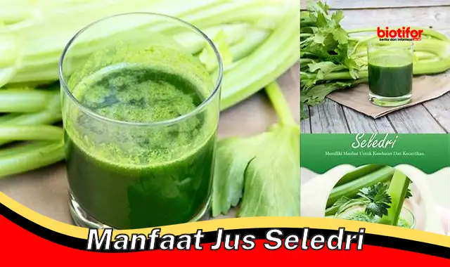 Temukan 5 Manfaat Jus Seledri Yang Jarang Diketahui Biotifor