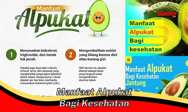 manfaat alpukat bagi kesehatan