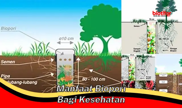 Temukan Manfaat Kesehatan Biopori yang Jarang Diketahui