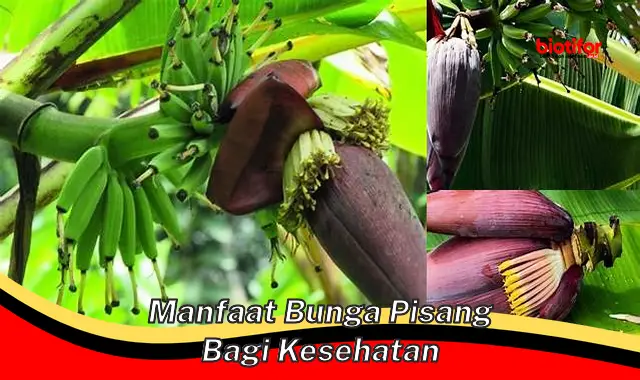 Temukan Manfaat Bunga Turi yang Jarang Diketahui, Anda Harus Tahu ...