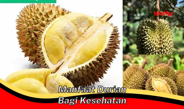 manfaat durian bagi kesehatan