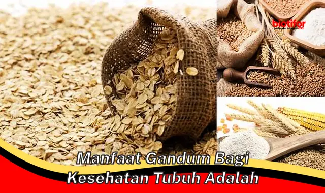 manfaat gandum bagi kesehatan tubuh adalah