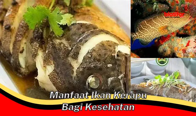 manfaat ikan kerapu bagi kesehatan