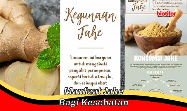 manfaat jahe bagi kesehatan