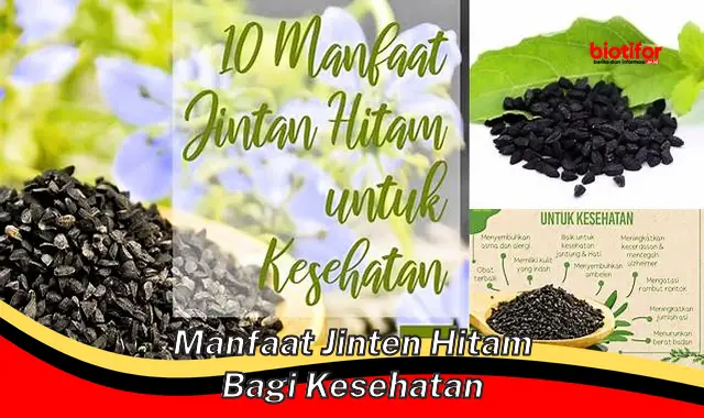 manfaat jinten hitam bagi kesehatan