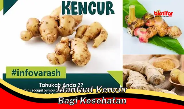 manfaat kencur bagi kesehatan