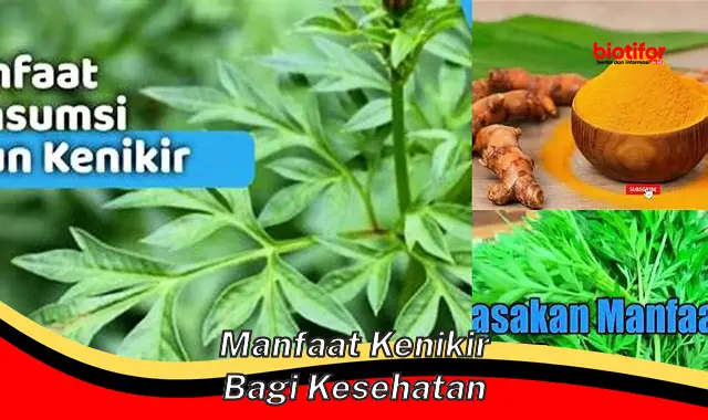 manfaat kenikir bagi kesehatan