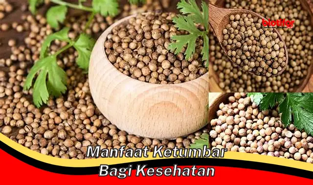 manfaat ketumbar bagi kesehatan