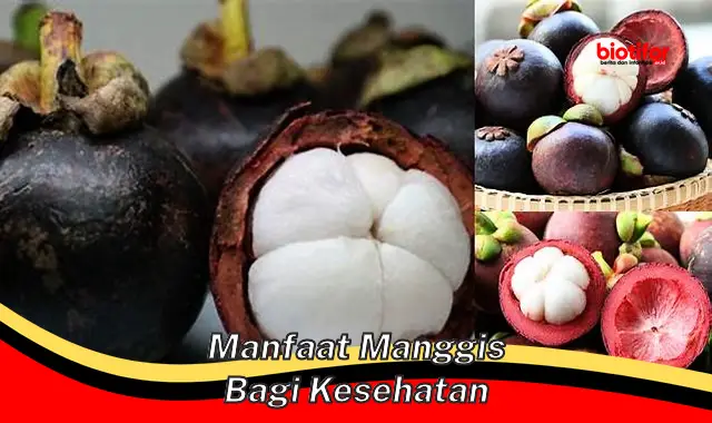 manfaat manggis bagi kesehatan