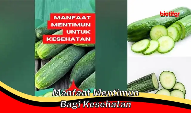 manfaat mentimun bagi kesehatan