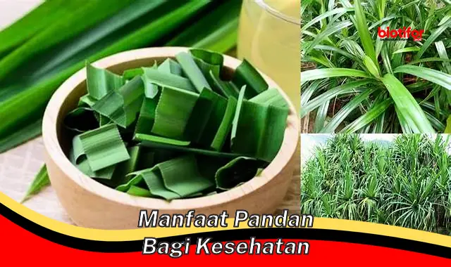 manfaat pandan bagi kesehatan