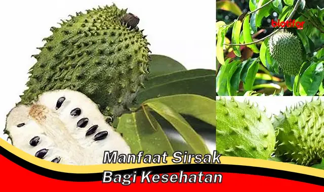 manfaat sirsak bagi kesehatan