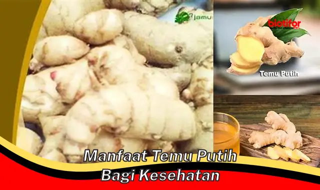 manfaat temu putih bagi kesehatan