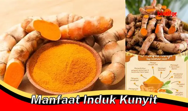 manfaat induk kunyit