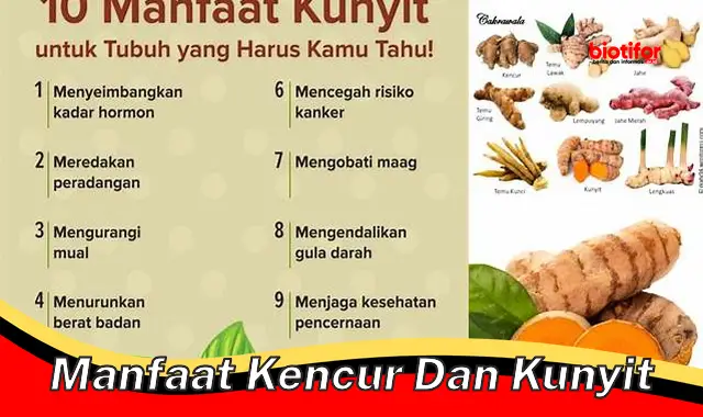 manfaat kencur dan kunyit